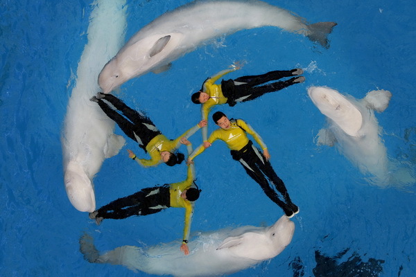 Synchronizovane s veľrybami