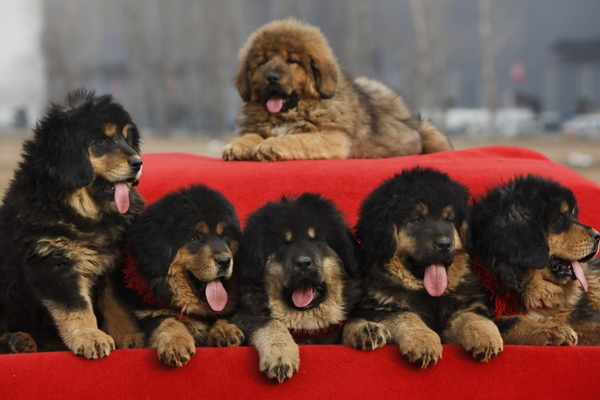 Šteniatka na predaj