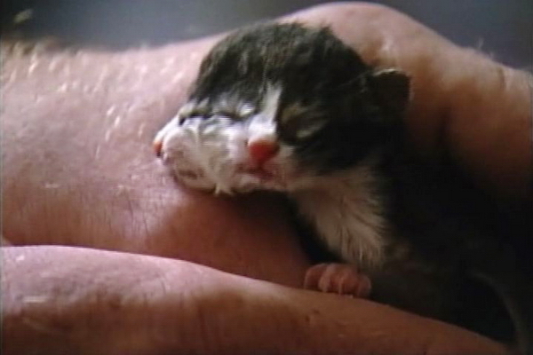 Mačiatko s dvoma tvárami