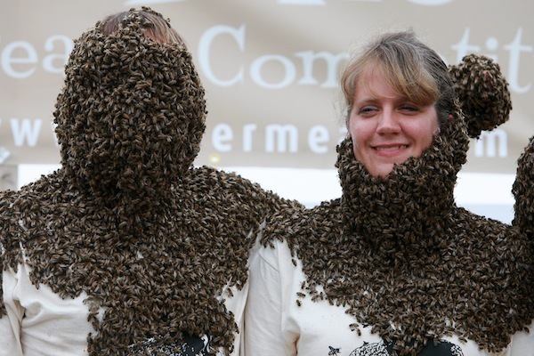 Včely, všade samé včely