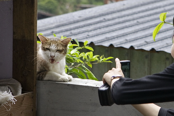 Mačka v opustenom mestečku