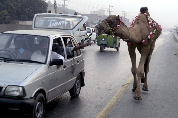 Ťava na prechádzke