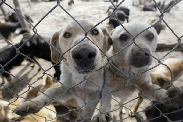 Čakanie na majiteľa