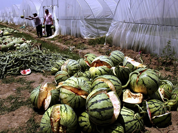 Vybuchujúce melóny