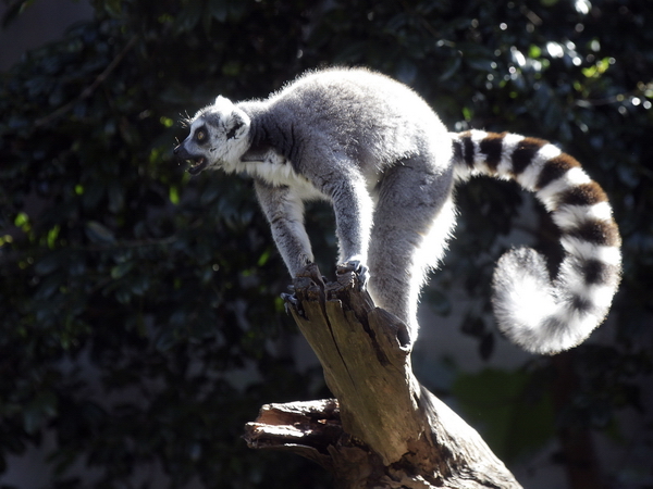 Lemur