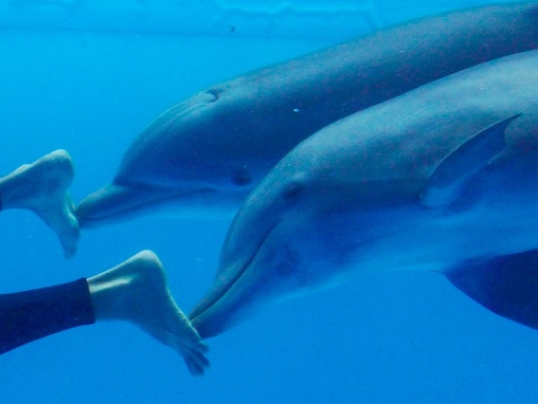 Delfíny