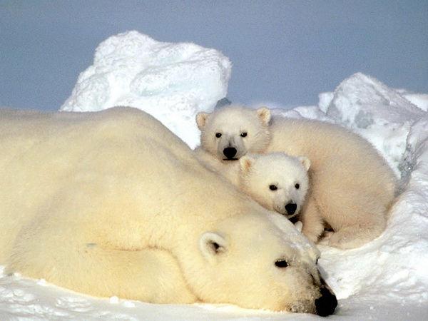 Oddychujúca rodinka