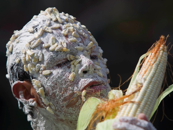 Národný deň kukurice