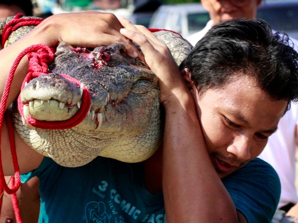 Lov na krokodílov