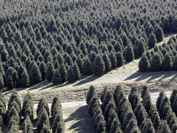 Vianočné stromčeky