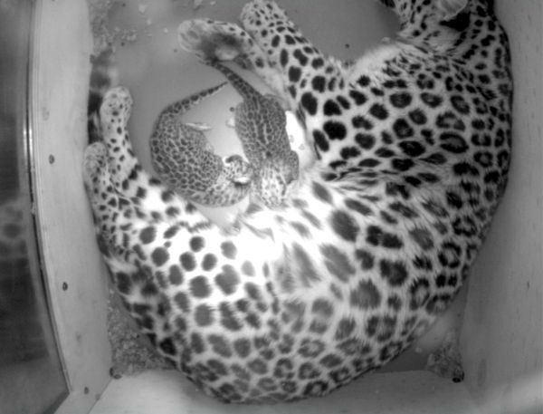 Najohrozenejšia mačka na svete