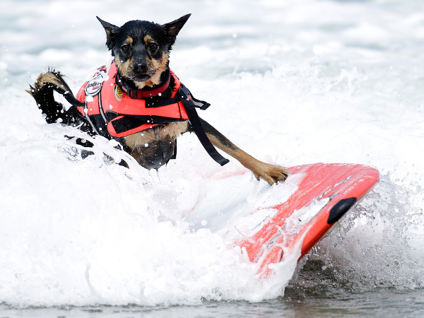 Surfujúci pes