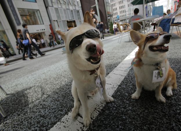 Japonská psia móda