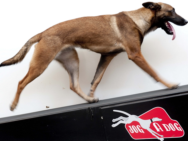 Cvičenie pre psíkov