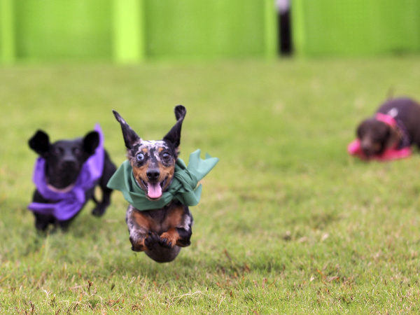 Preteky jazvečíkov