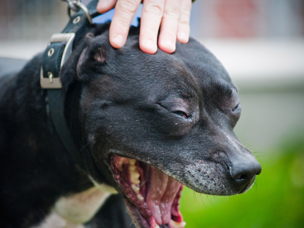 Najlepší priateľ človeka