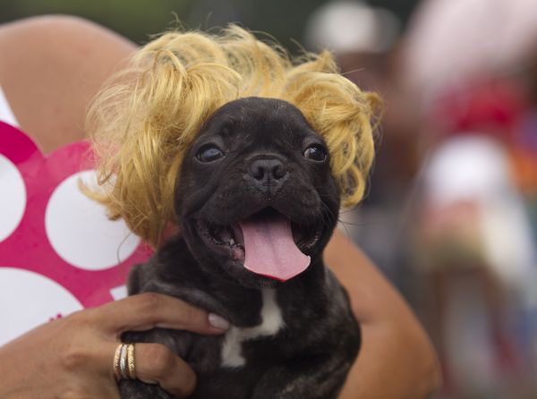 Netradičný karneval