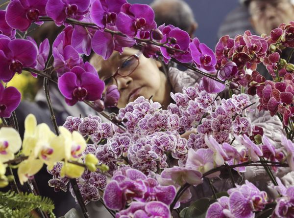 Výstava orchideí