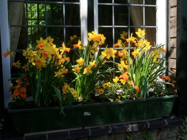 Narcisy na okne