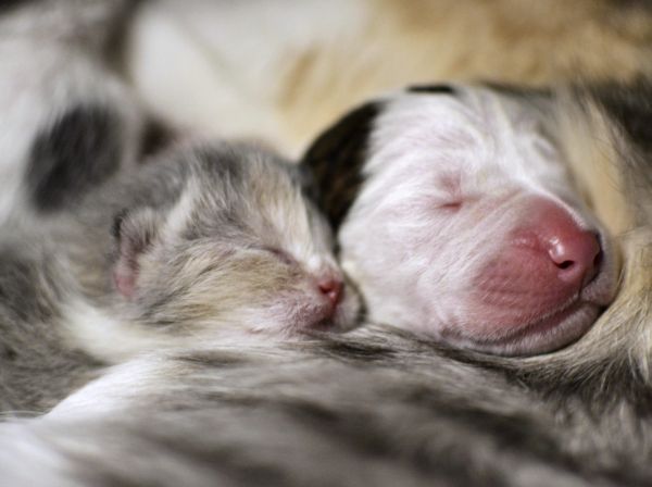 Šteniatko a mačiatko