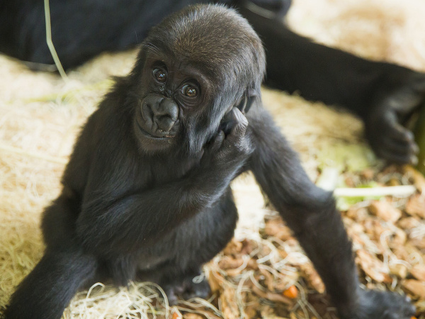 Gorilie mláďatko