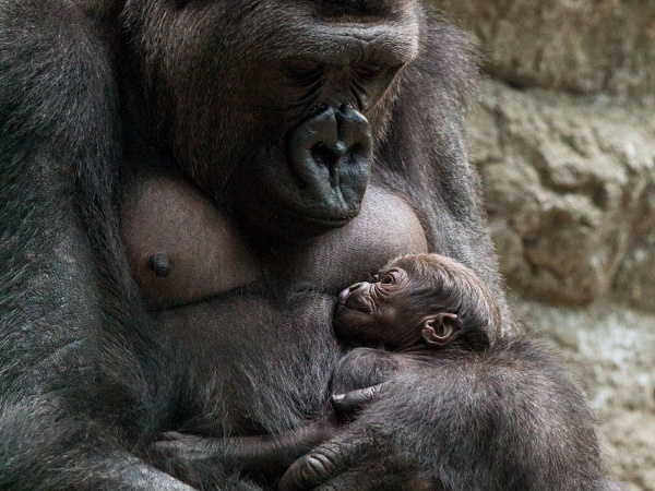 Gorilie mláďa