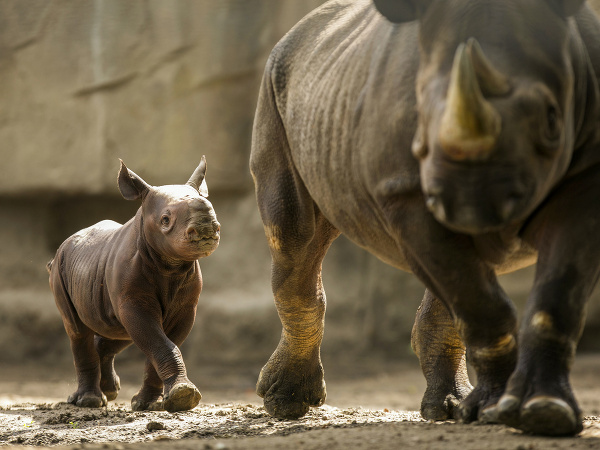 Mláďa nosorožca