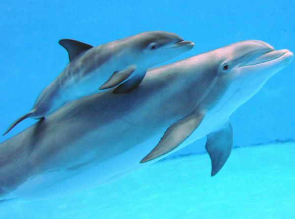 Delfínia rodinka