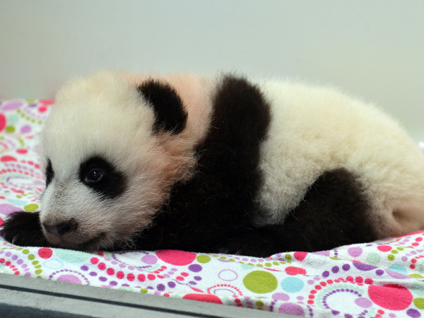 Mláďa pandy