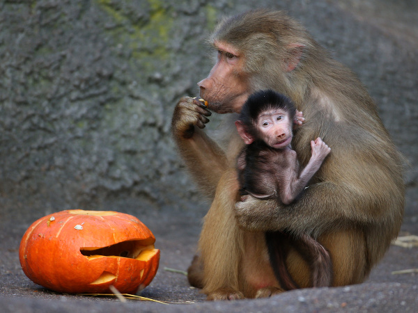 Halloween v zoo