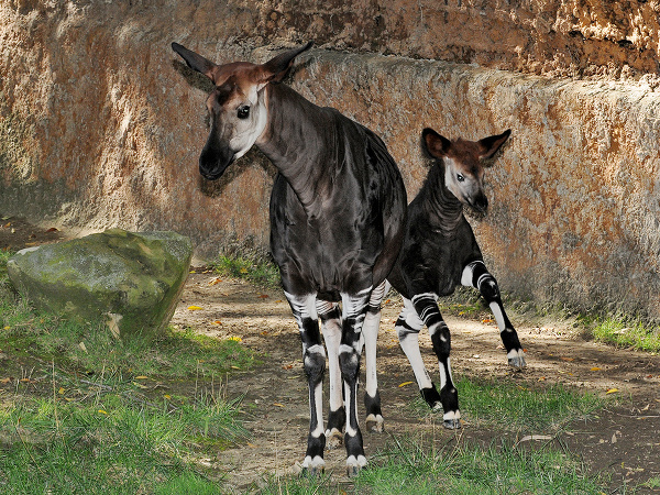 Zvieracie prírastky