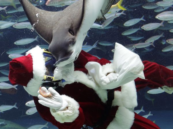 Potápanie sa so Santa Clausom