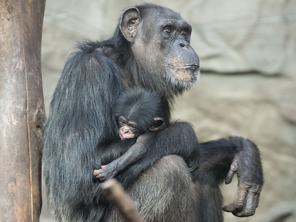 Šimpanzy vo Varšave