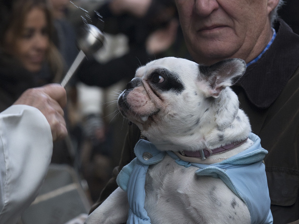 Požehnanie pre zvieratá