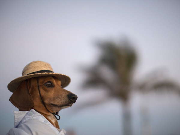 Imidžový pes Caique