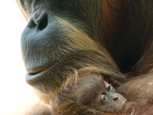 Samička orangutána s mláďatkom