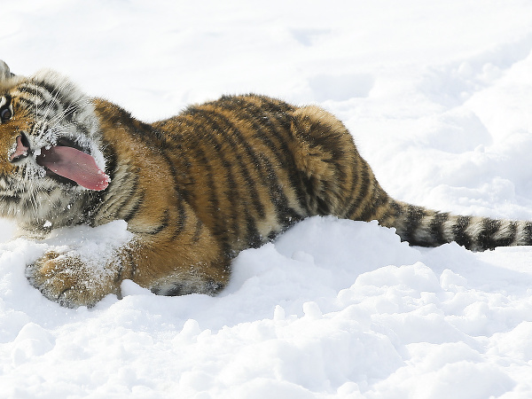 Tigre sa hrajú v snehu