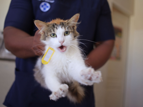 Projekt sterilizácie zvierat