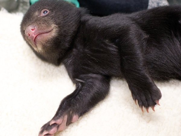 Medvedie mláďatká