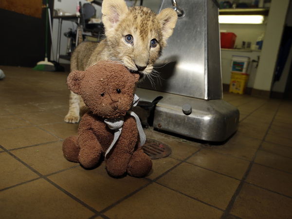 Mláďatká afrického leva