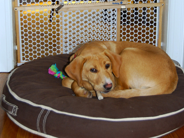 Šteniatko má novú ochrannú bránu