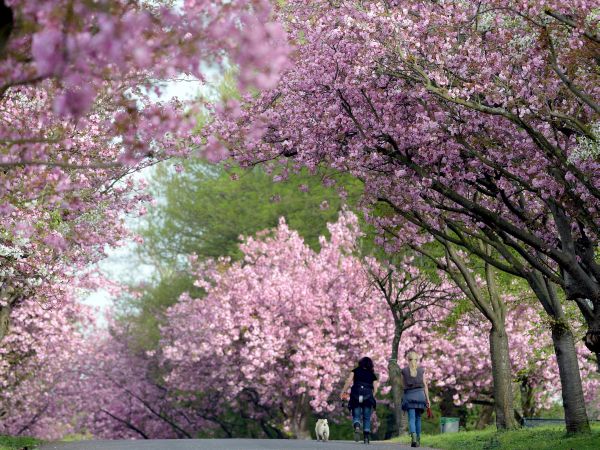 Rozkvitnuté čerešne