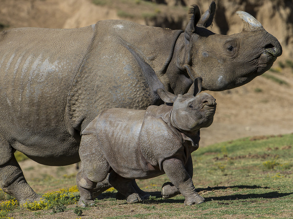 Mláďa nosorožca