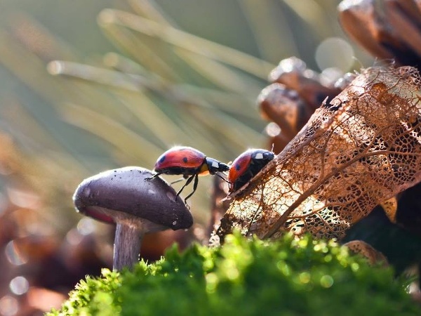 Pozrite sa na najmenších v prírode.