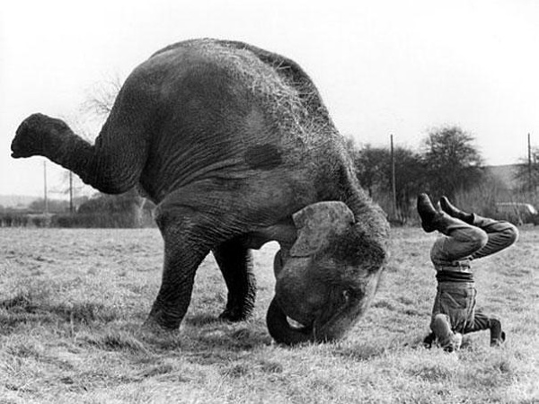 Slon napodobňuje ľudí.