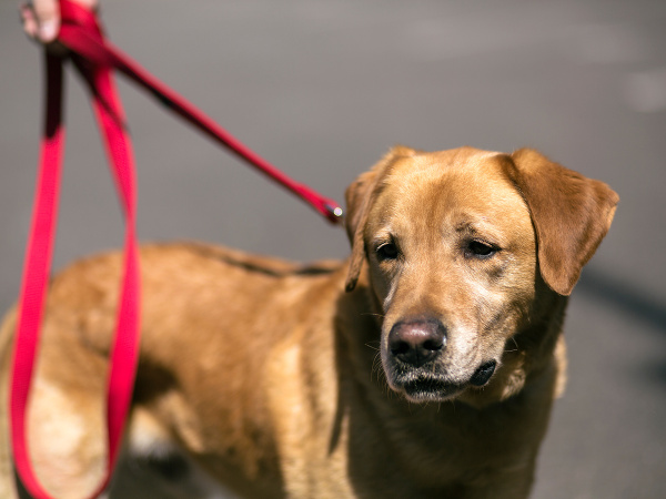 Dojímavé stretnutie námorníka so svojím psíkom.