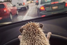 Zvieratá v nezvyčajných rolách