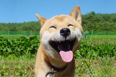 Vyplazte jazyky, fotia nás!