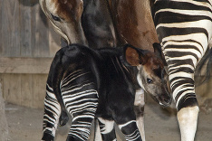 Dvojtýždňové mláďa Okapi