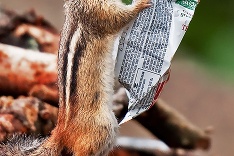 Neobyčajné zvieratká